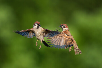 birds sparrows fighting with spread wings and feathers flying up into the sky against the...