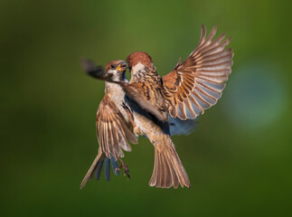 two birds sparrows fighting with spread wings and feathers flying up into the sky against the background of a green summer garden