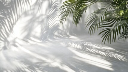 An ethereal landscape of a textured white floor, where soft palm