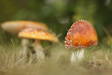 fly agaric mushroom