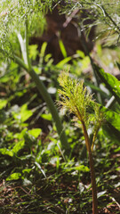 Erba