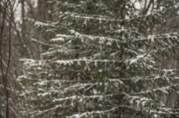 It's snowing lightly against the backdrop of a forest