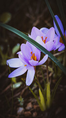 purple crocus flower