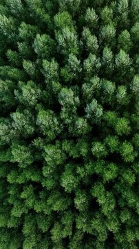 Aerial top view of waving summer green trees in a forest, vertical