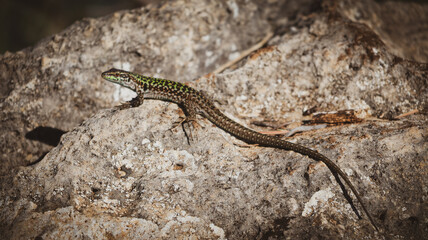lizard on a rock