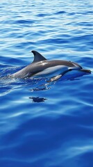 A dolphin swimming gracefully in clear blue ocean waters.