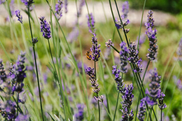 Bees in Lavender Bloom Natures Pollinators at Work