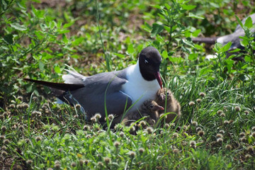 Mother seagull cuddling up with her babies.