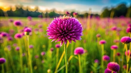 Obraz premium Vibrant purple magenta flower in wide-angle field meadow