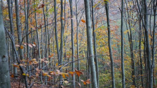Autumn Beech Forest in the Carpathians. A serene view of an autumn beech forest in the Carpathians, with vibrant fall colors blanketing the trees and forest floor.