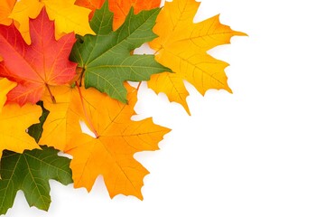 Obraz premium a collection of colorful maple leaves, autumn foliage with rich warm hues, isolated on white background