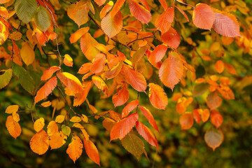 Bright autumn leaves on tree branches. Close-up of colorful autumn leaves of orange, yellow and green shades on tree branches, beauty of autumn leaves on blurred natural background.