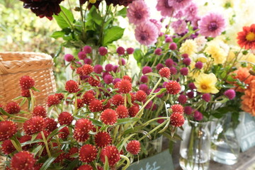 Pink globe Amaranth flower, isolated, in the garden - 千日紅の花
