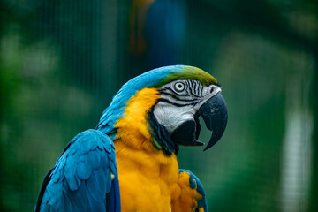 Closeup image of a blue and yellow parrot with a green beak