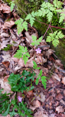 Delicate Pink Wildflower Among Fern-Like Green Leaves in Forest Floor Setting