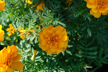 Orange flowers in the park