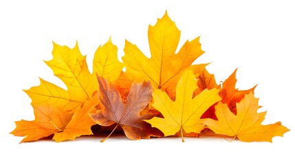 Fototapeta premium assorted autumn leaves in a pile, natural texture and vivid colors, isolated on white background