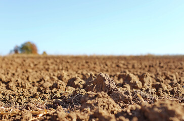 Plowed field in the morning