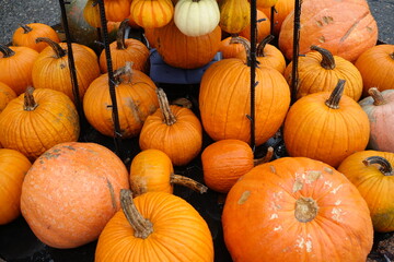 Orange Pumpkins or Jack o'Lantern in Autumn - 秋 パンプキン  ジャックオランタン