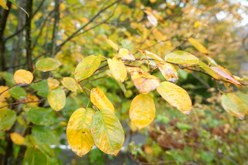 Autumn Landscape, Colorful Leaf and Foliage in Japan - 日本 紅葉した葉