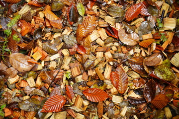 Autumn Landscape, Colorful Leaf and Foliage in Japan - 日本 紅葉した葉