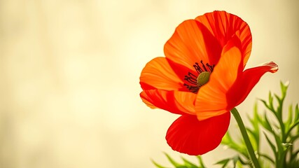 Fototapeta premium A Single Poppy Flower in Full Bloom, Its Delicate Petals Unfurling in a Symphony of Red, Bathed in the Warm Glow of Sunlight, a Symbol of Transience and Beauty