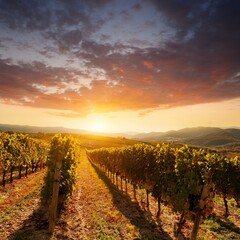 Fototapeta premium ブドウの収穫シーズン中の夕焼けに染まるブドウ畑。