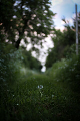 A blurry image of a wooded path with trees in the background