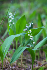 Lily of the valley flowers are beautifully growing in the grass