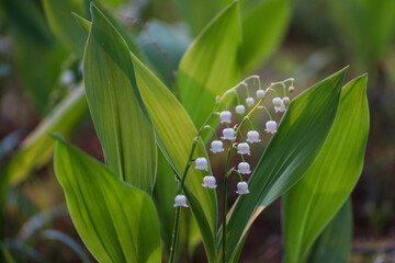 Obraz premium A lily of the valley has white flowers and vibrant green leaves