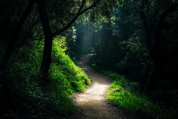 Obraz premium A scenic trail winds through a verdant forest, bathed in dappled sunlight filtering through dense foliage, creating a peaceful and inviting atmosphere for exploration.