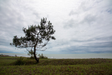 There is a majestic tree standing tall in the middle of a field near the ocean