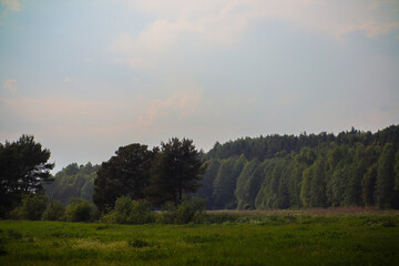 A beautiful field featuring trees set against a clear blue sky