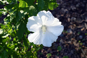 Hibiscus syriacus of white color © Martina
