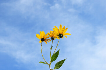 Flowering jerusalem artichoke (Helianthus tuberosus) against blue sky