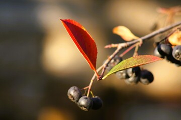 Aronia 