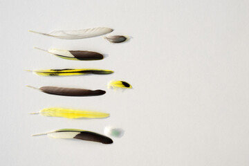 Colorful budgerigar feathers on white background, copy space for text