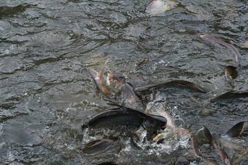 Fish in the pond for cooking
