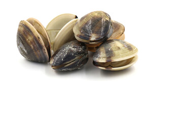 Closed up fresh baby clams, venus shell, shellfish, carpet clams, short necked clams, as raw food from the sea are the seafood ingredients. fresh clams isolated on white background.