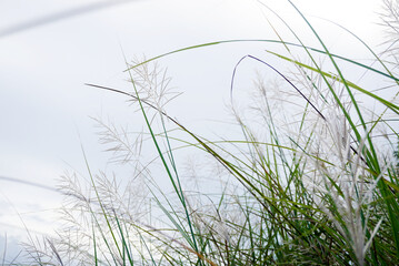 Grass flower with cloudy sky, Low angle view