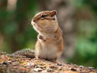 Close-up profile portrait of a chipmunk sitting on a rock
