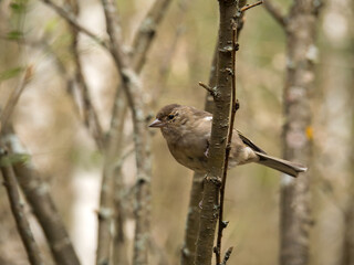 Female chaffinch perching on a branch of bush. Close-up