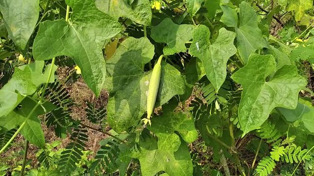 Luffa aegyptiaca sponge gourd vegetables with butterfly