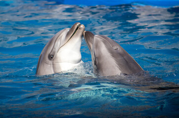 Two blue dolphins are gracefully swimming together in a pool