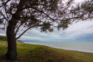 A beautiful tree stands proudly on a grassy hill overlooking the vast ocean