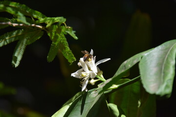 apis mellifera bee sipping nectar from an orange tree flower