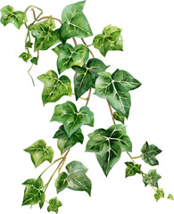 ivy vine watercolor painting isolated on transparent background.