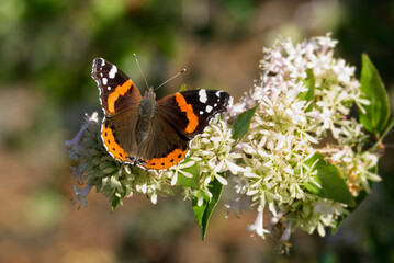 Red admiral butterfly (Vanessa Atalanta) perched on a white flower in Zurich, Switzerland