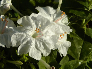 Fiore della bella di notte