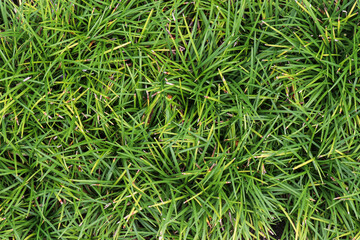 green grass background
